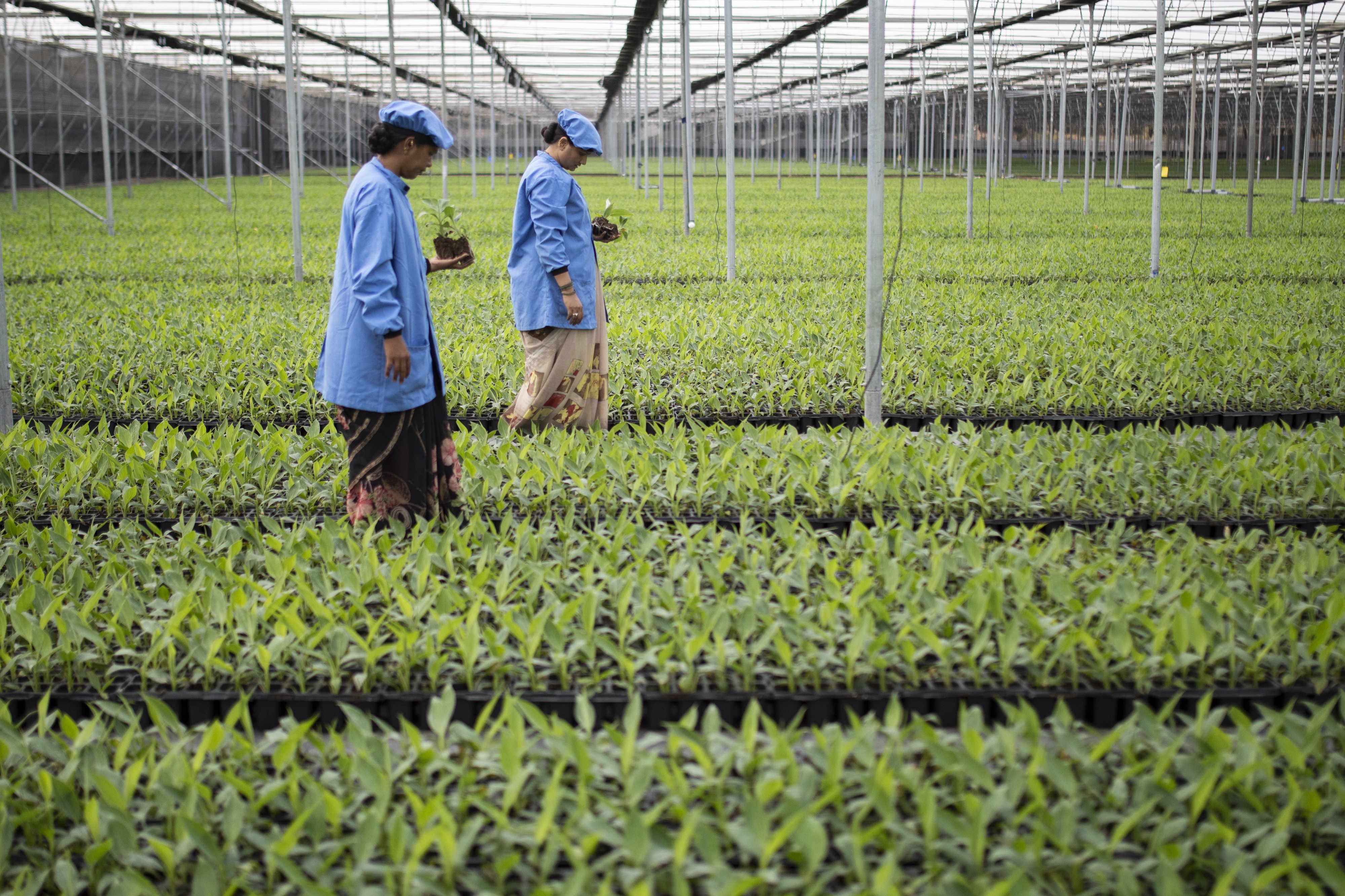 A banana crop in Jalgaon, India. The plants are sold to local farmers. Photo © Dominic Chavez/International Finance Corporation